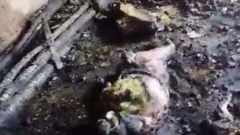 صاعقه و تلف شدن ۲۵ گوسفند در راین کرمان